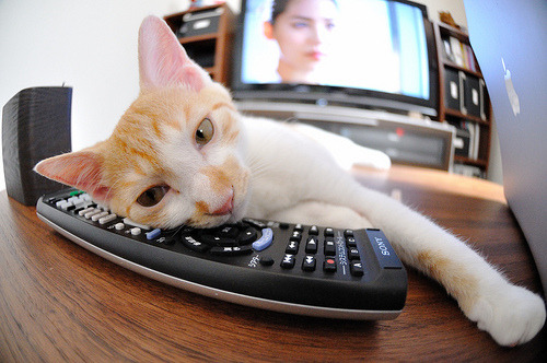 铁血爵士碾压对手，凤凰城新王登基之战