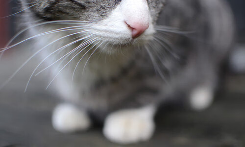 当伊拉克对阵曼城,托尼的足球为何让战争暂停了90分钟