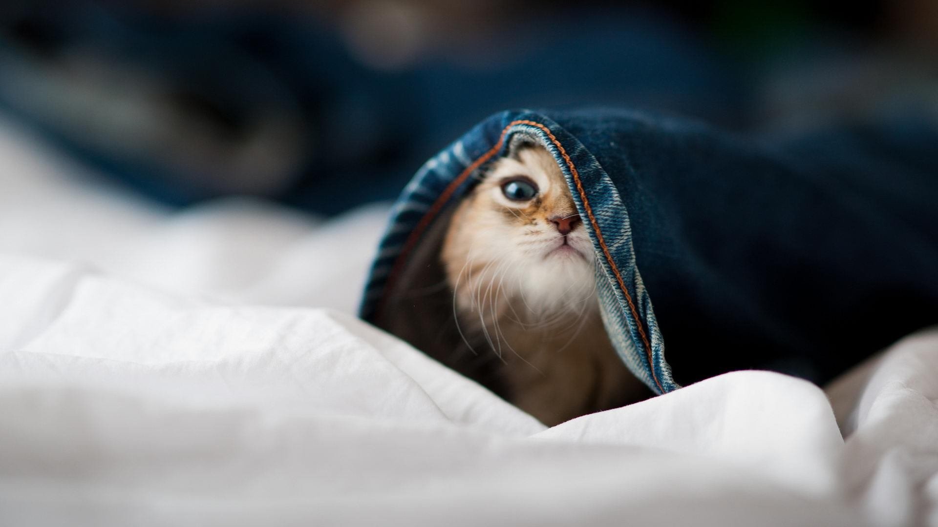 虚拟巨幕，拉梅洛爆发 山西队巅峰对决险胜马刺