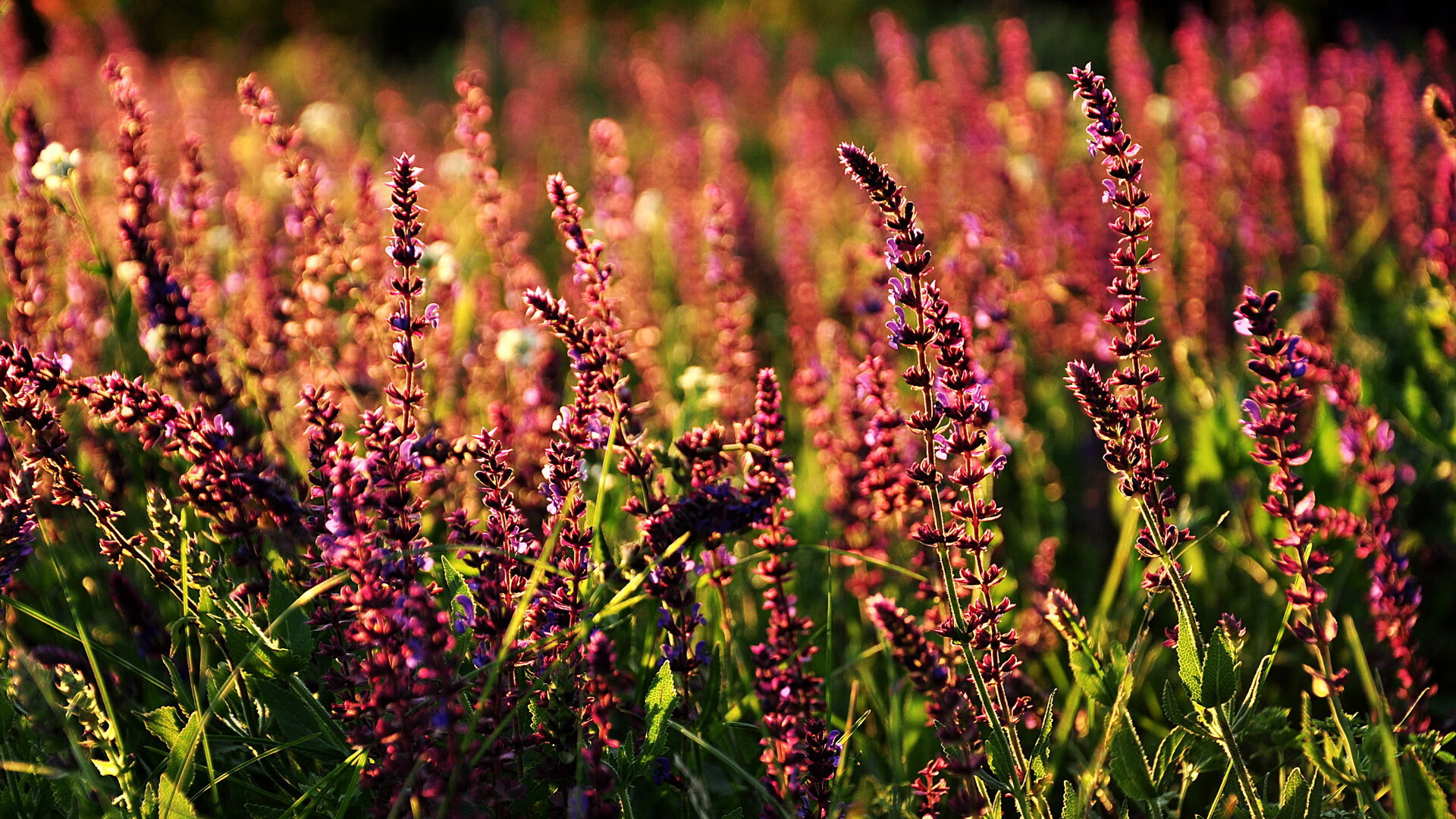 一剑封喉，乔治的永恒夏夜与德比天平的重铸