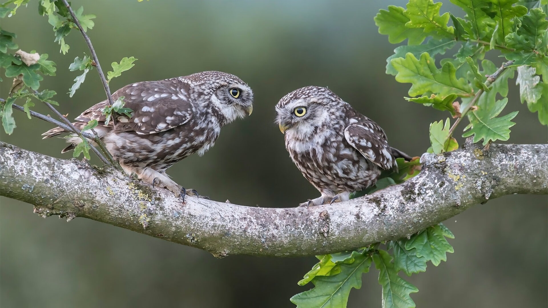 黑黄歌剧里的钢铁咏叹调，卢卡库如何用教科书演绎，导演多特蒙德对那不勒斯的血脉逆袭