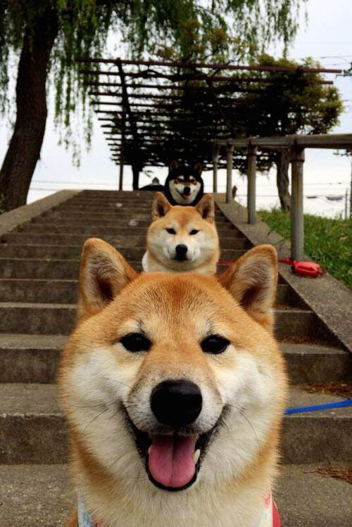 波斯暗夜破坚冰,圣西罗白羽化箭,克瓦拉茨赫利亚的无声革命