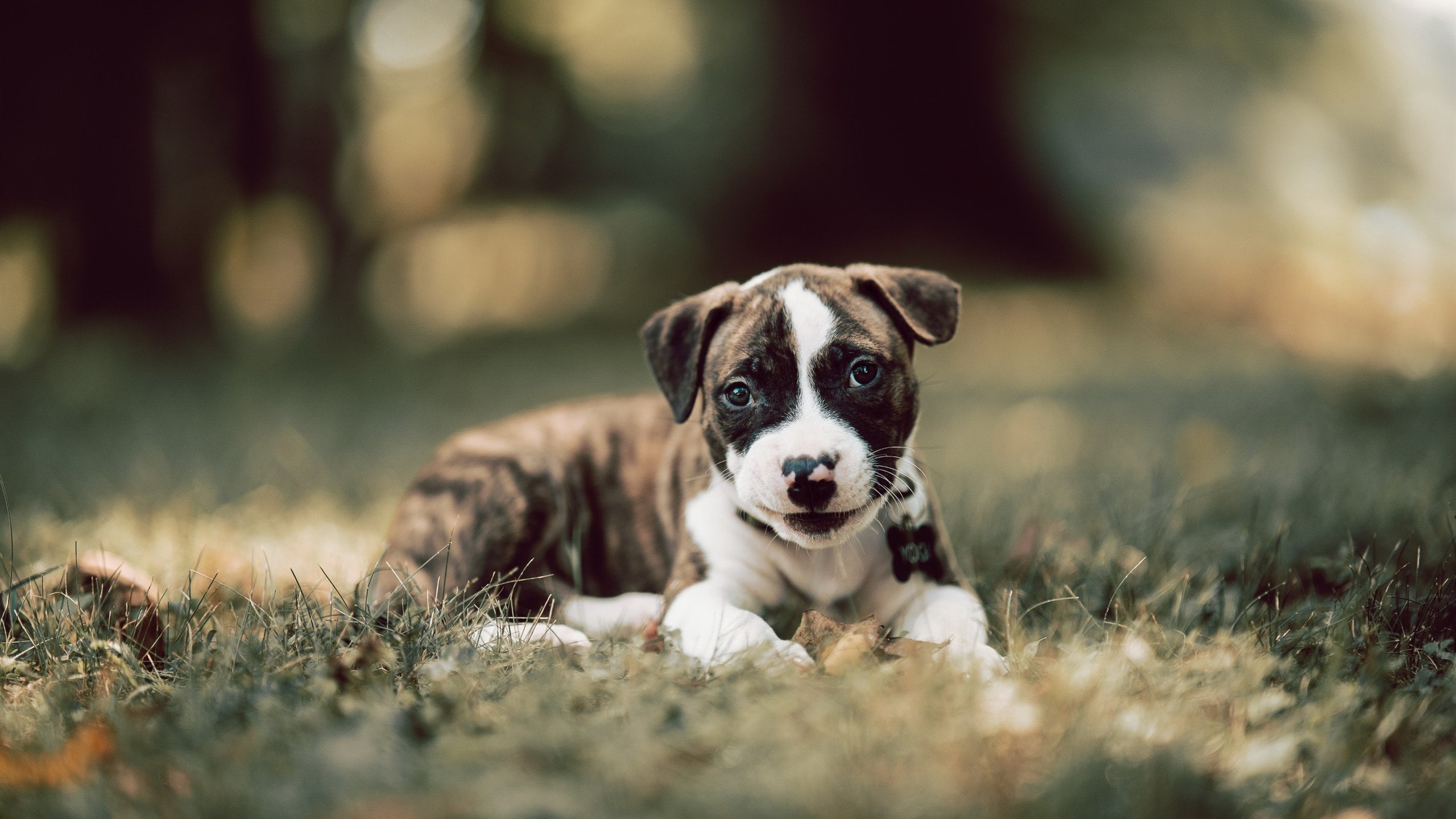 北欧神话终结浪漫之都，一场抢七加时如何改写十年宿命