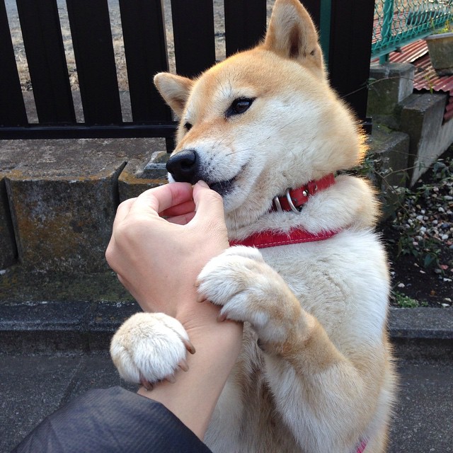 跨域炼金术，当约基奇成为热火斩落天山的神秘密码