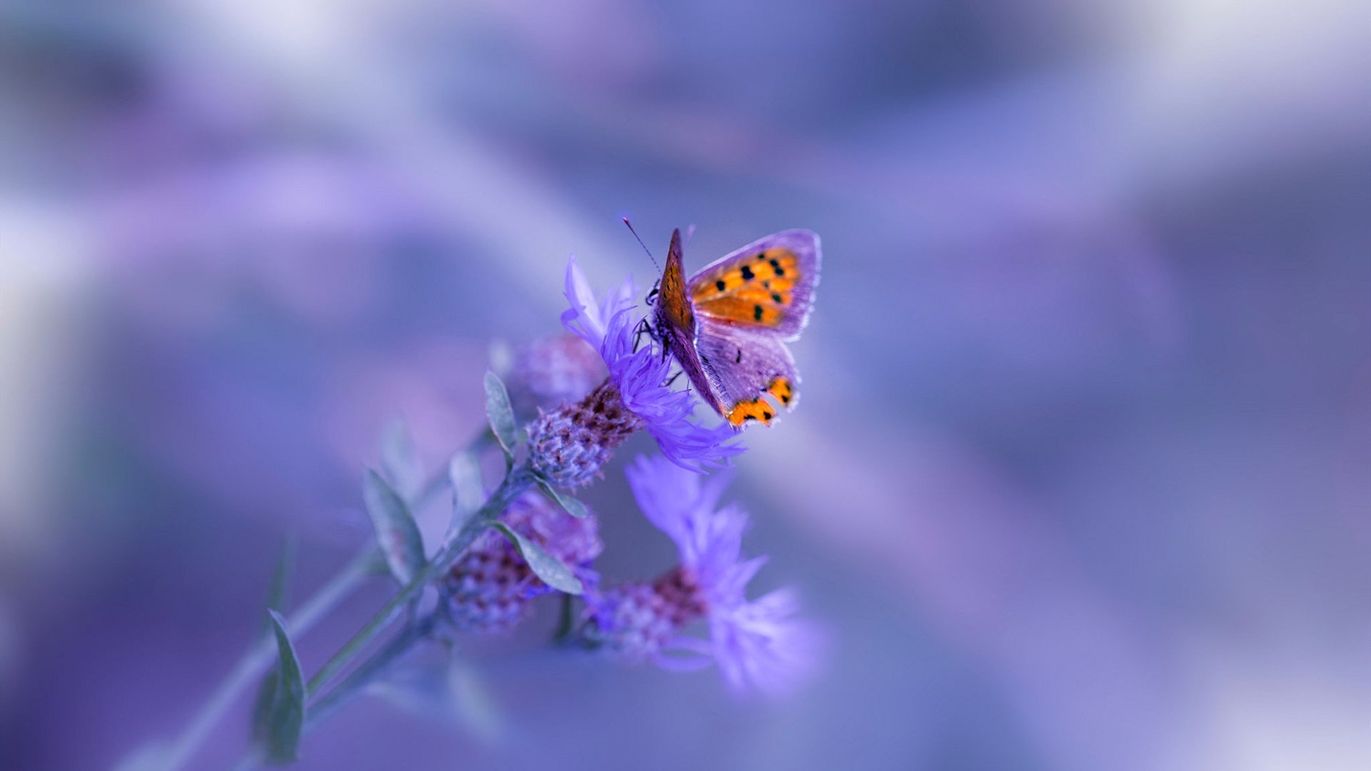 开云体育登录-马赛暴风席卷，劳塔罗独舞绿茵