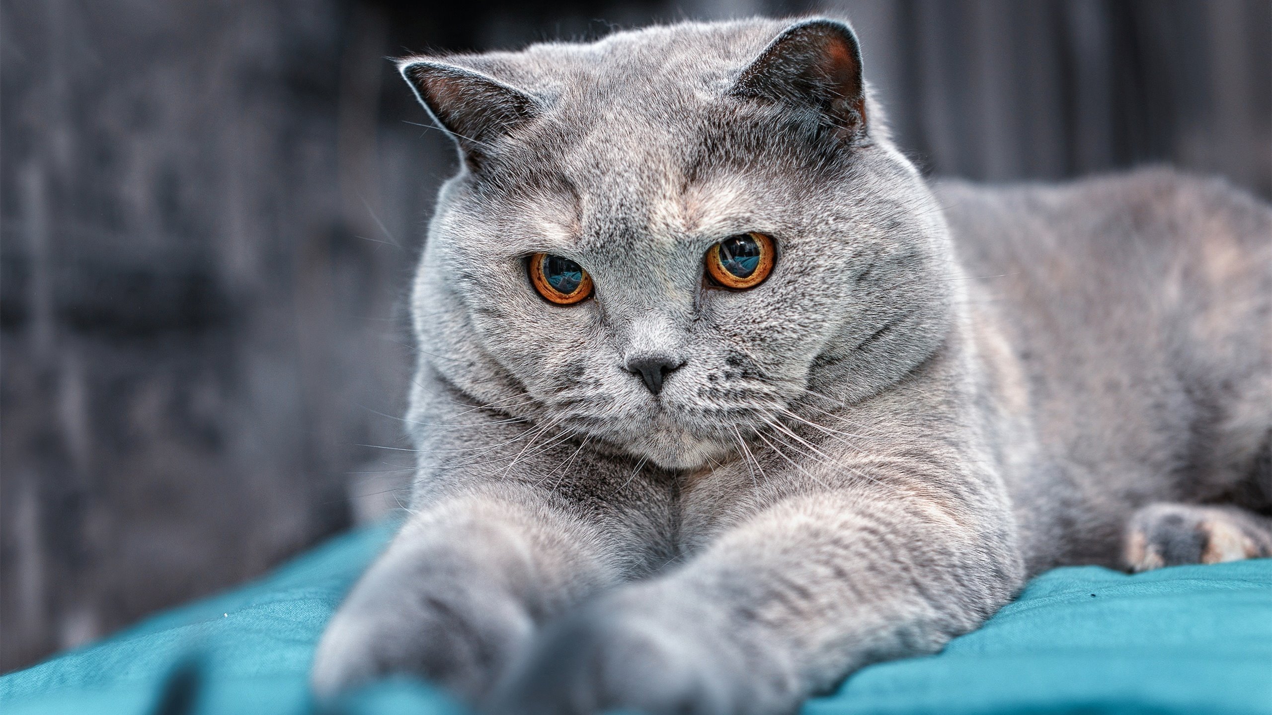 开云体育登录-凌晨三点的奥利匹亚，当步行者轻取北京时，英格拉姆正在赛场上燃烧