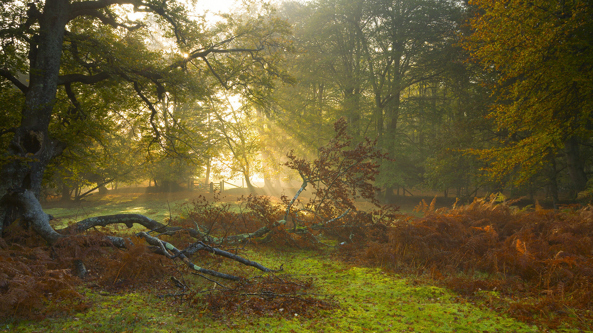 钢铁防线与重生之翼，封锁中诞生的英雄传奇