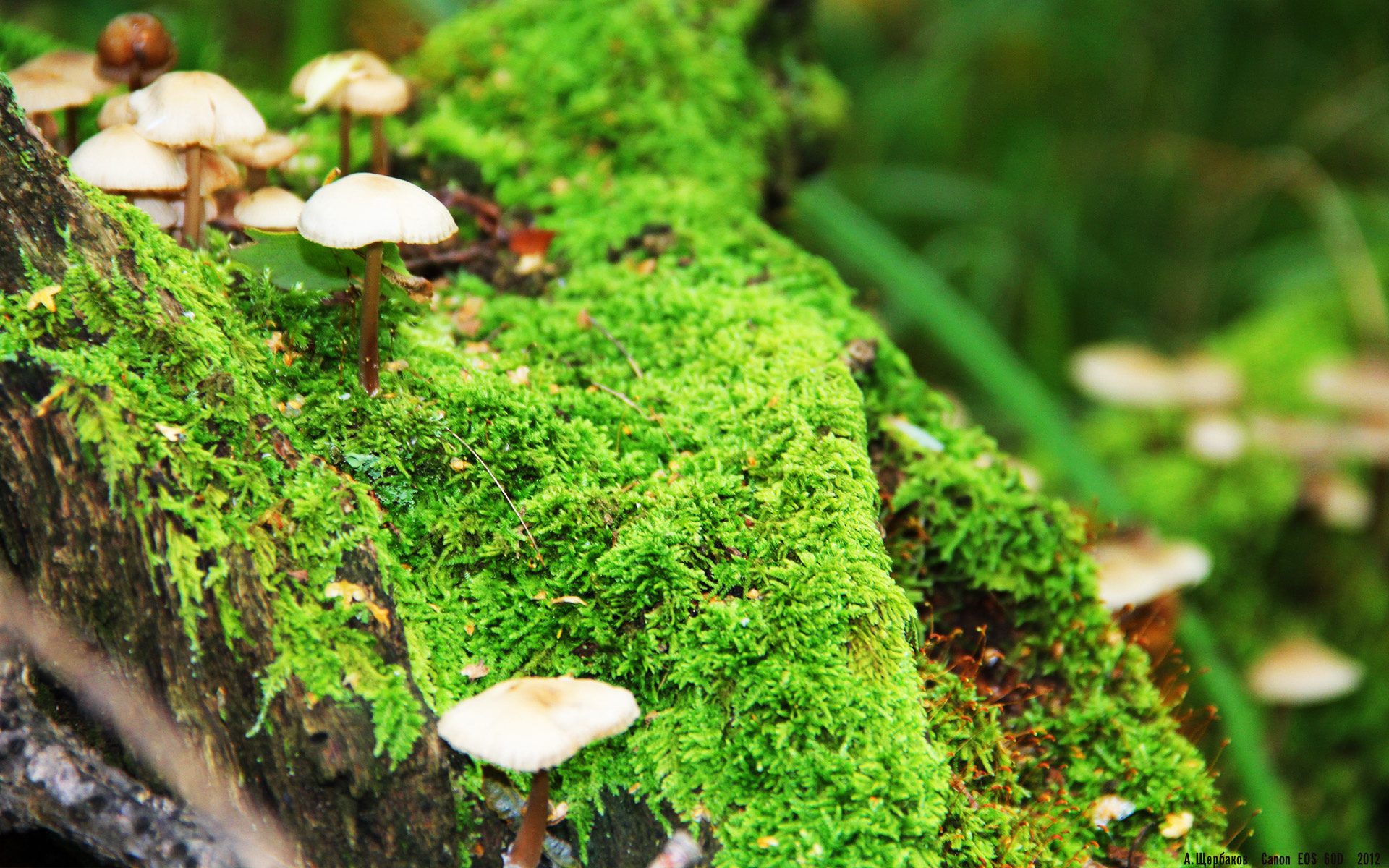 神话再现，当希腊终结西班牙，无名英雄卡拉斯科点燃国家奇迹