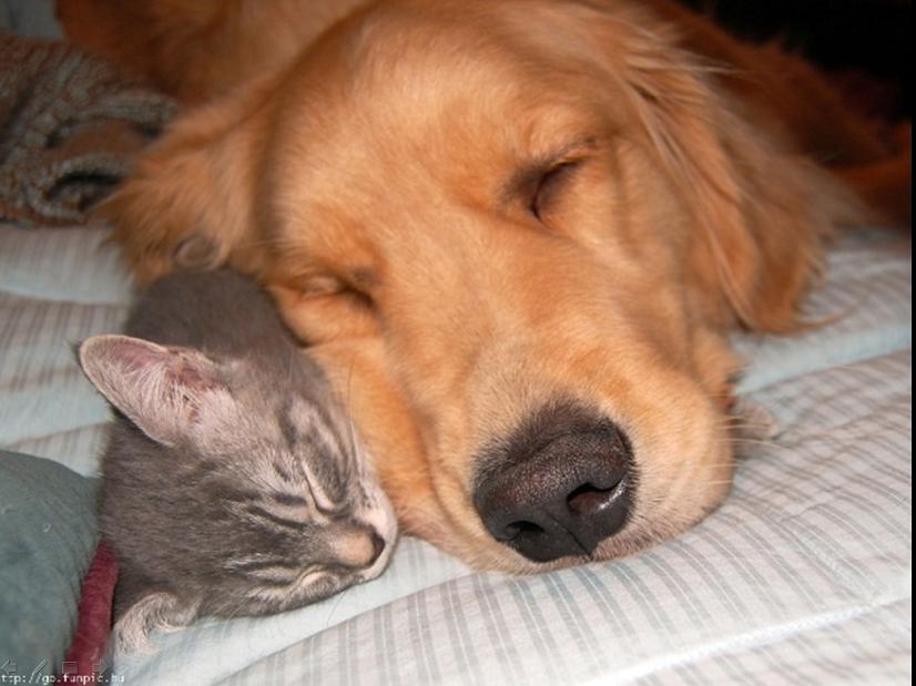 丝路余晖与潘帕斯孤影，一场被哲学定义的初代绝唱